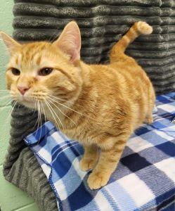 Enlarge Pip, an adopted Domestic Short Hair in Bucyrus, OH image 3/3