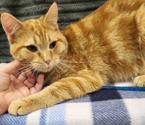 Pip, adopted, Adult Male Domestic Short Hair.