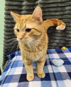 Enlarge Pip, an adopted Domestic Short Hair in Bucyrus, OH image 2/3