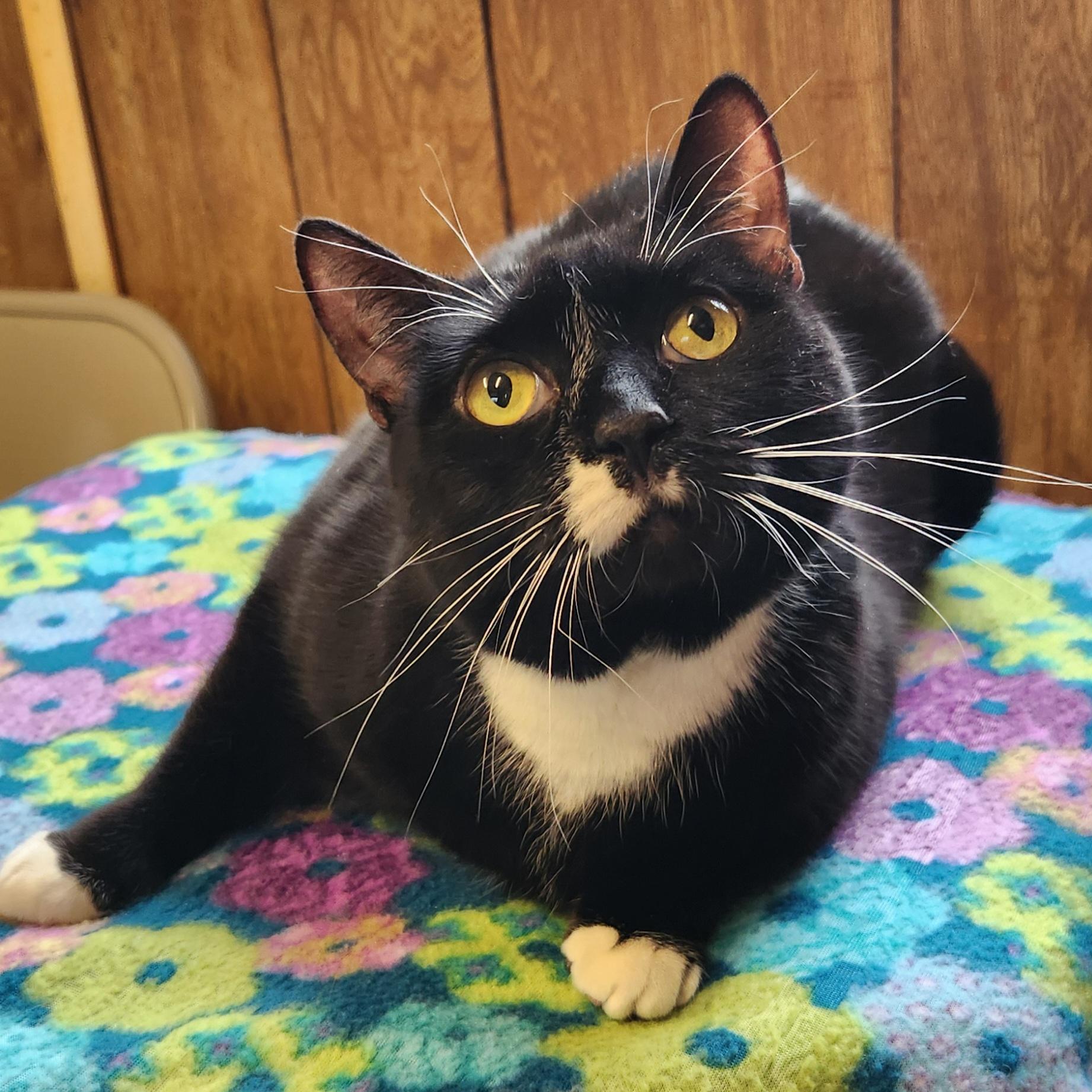 Enlarge Breezy, an adopted Tuxedo in Linden, NJ image 4/5