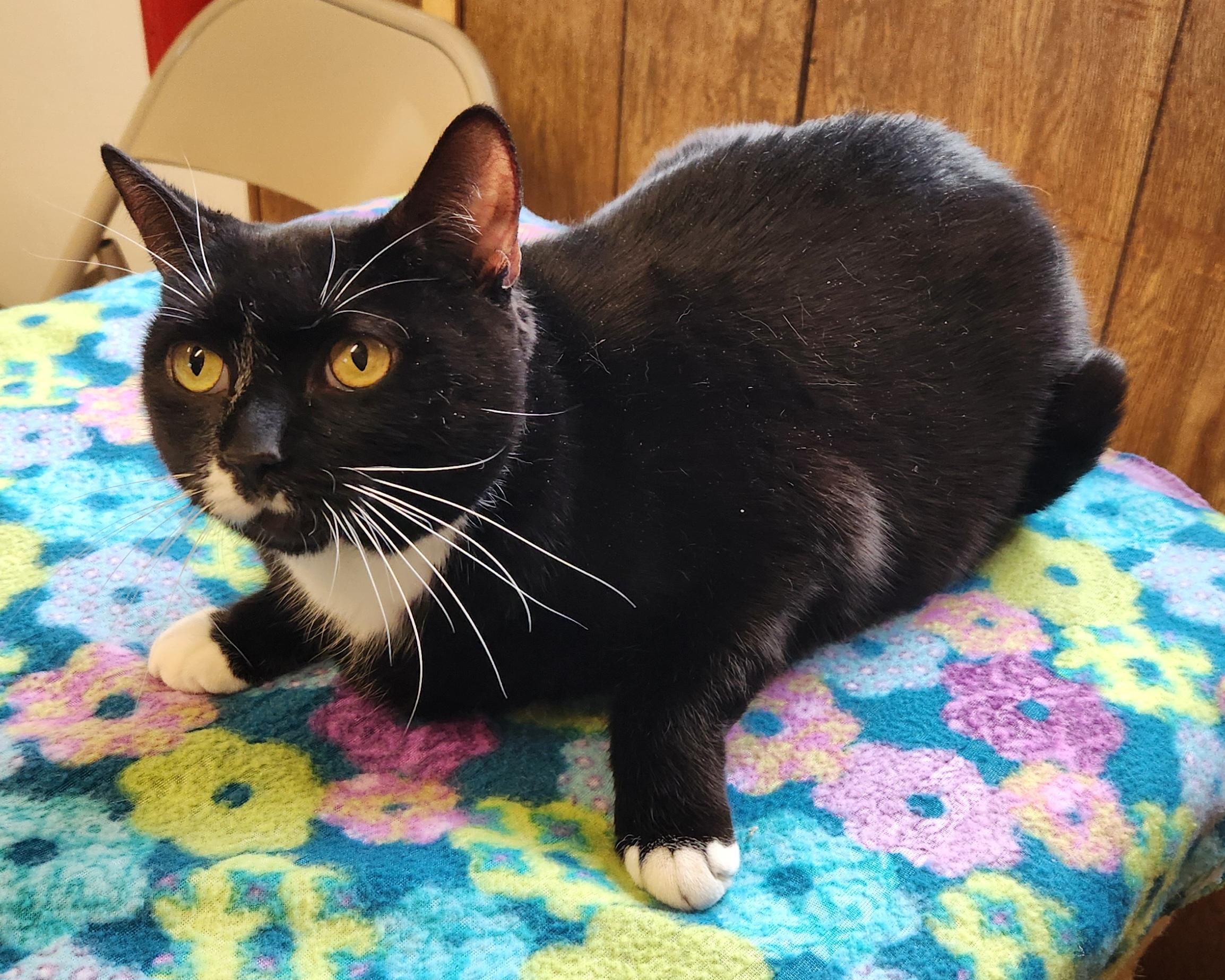 Enlarge Breezy, an adopted Tuxedo in Linden, NJ image 2/5