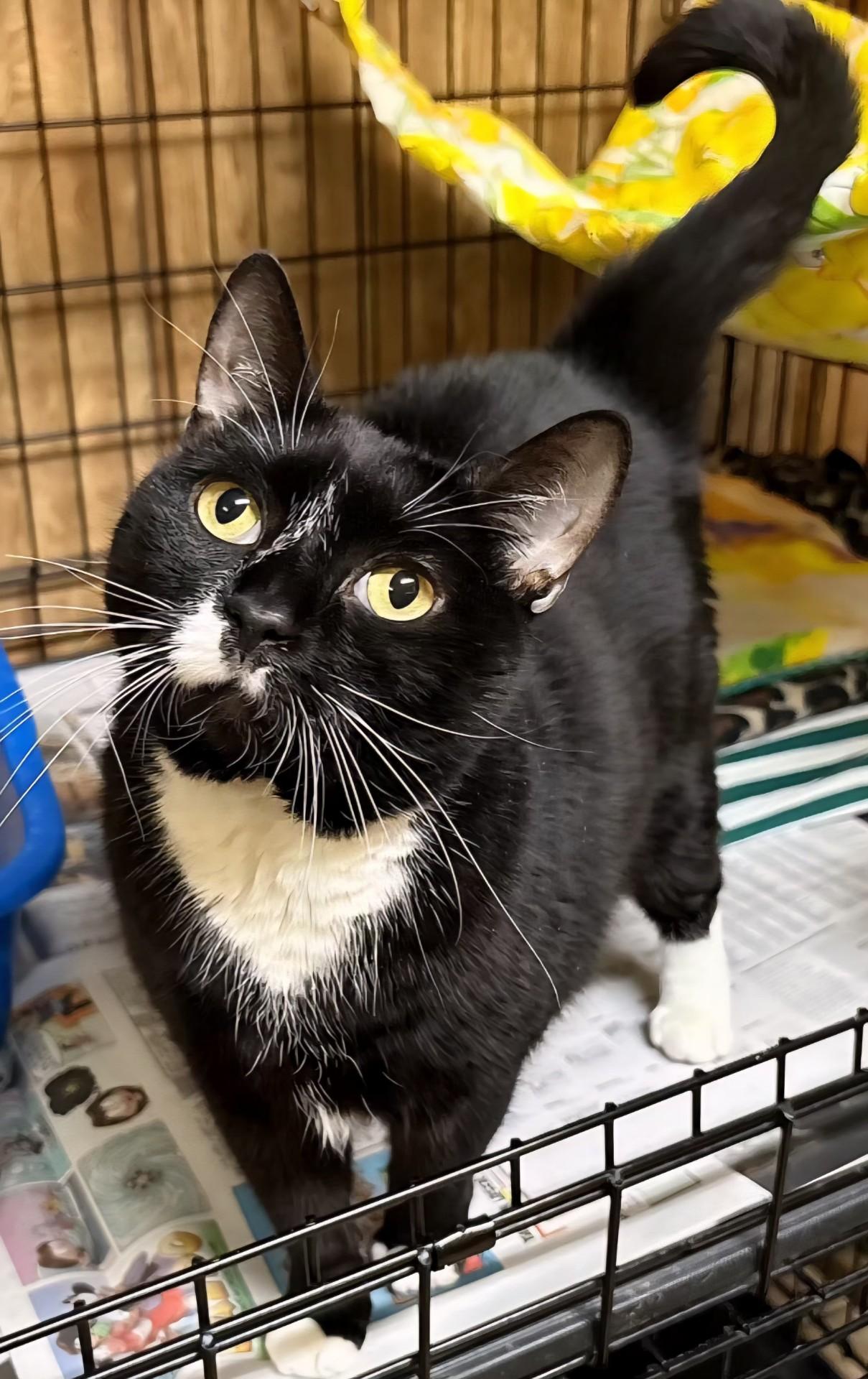 Enlarge Breezy, an adopted Tuxedo in Linden, NJ image 5/5