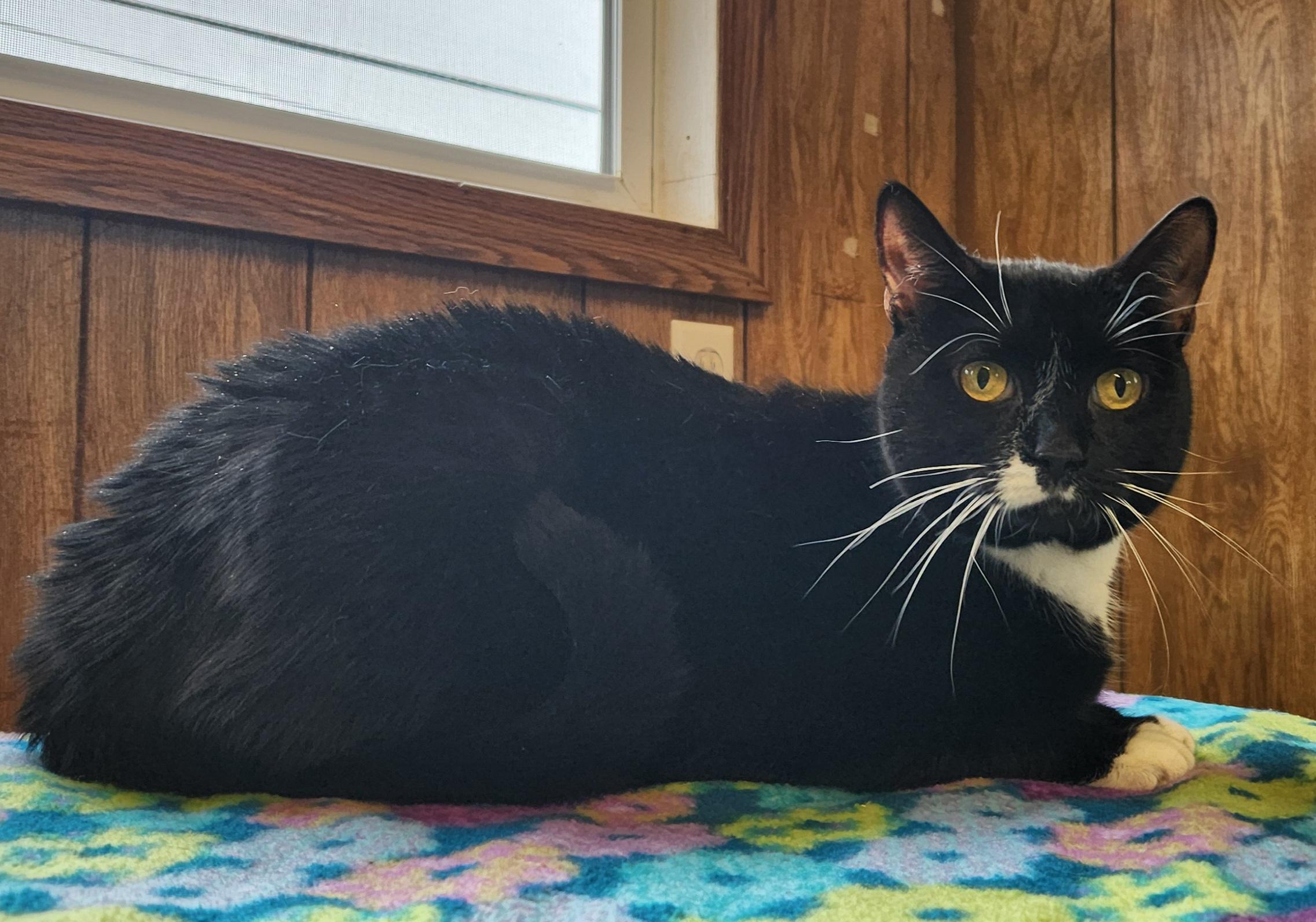 Breezy, ADOPTABLE, Adult Female Tuxedo.
