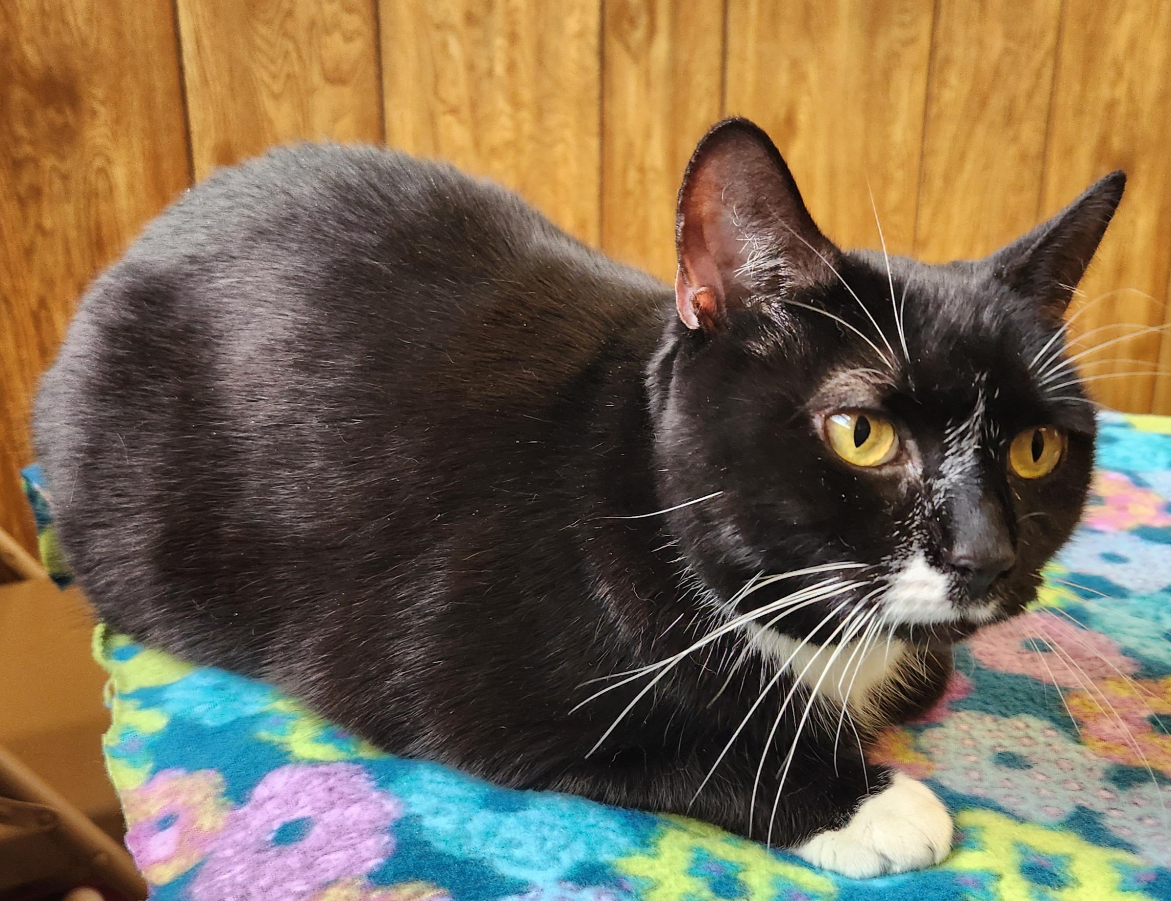 Enlarge Breezy, an adopted Tuxedo in Linden, NJ image 3/5