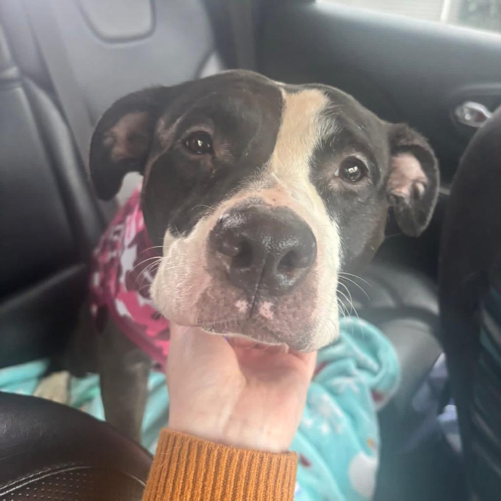 Peanut, Adoptable, Adult Female Mixed Breed.