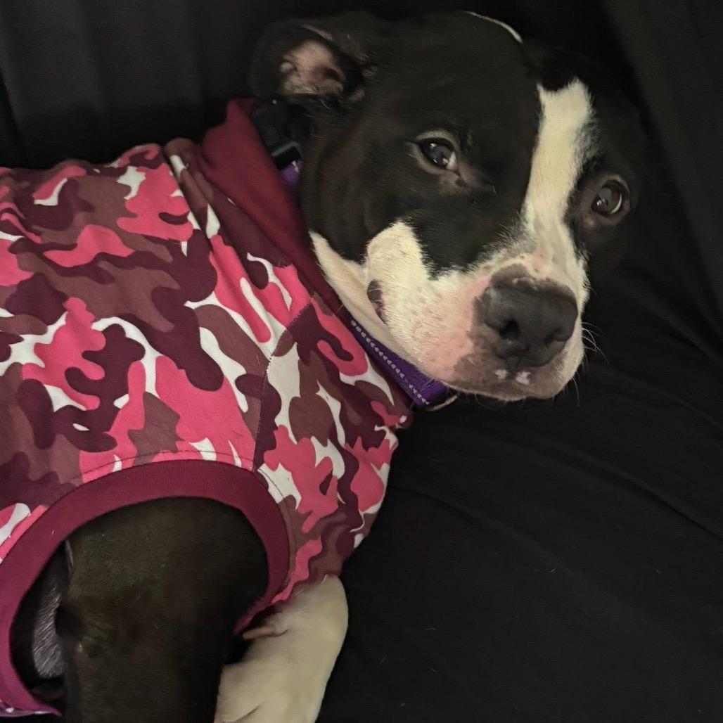 Peanut, a Adoptable Mixed Breed in Mentor, OH image 2/6
