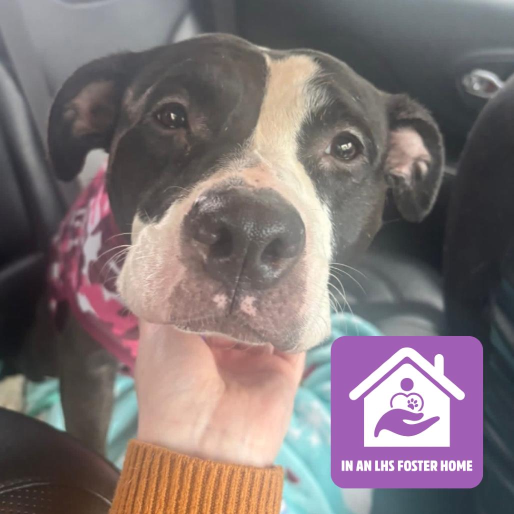 Peanut, a Adoptable Mixed Breed in Mentor, OH image 3/6