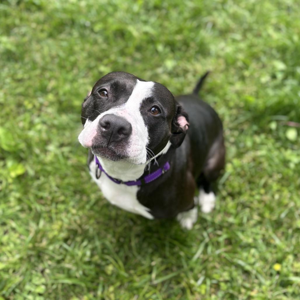 Peanut, a Adoptable Mixed Breed in Mentor, OH image 4/6