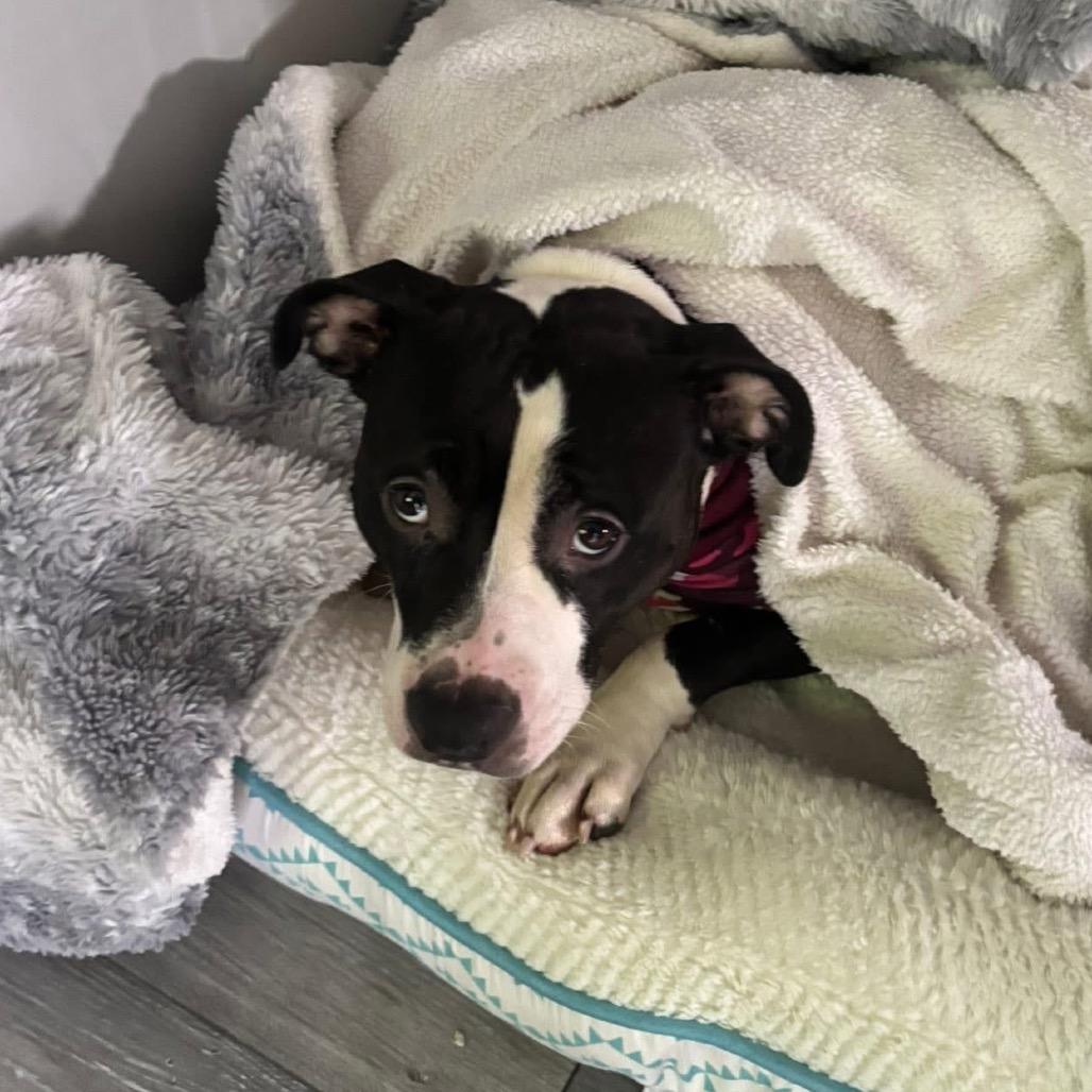 Peanut, a Adoptable Mixed Breed in Mentor, OH image 5/6