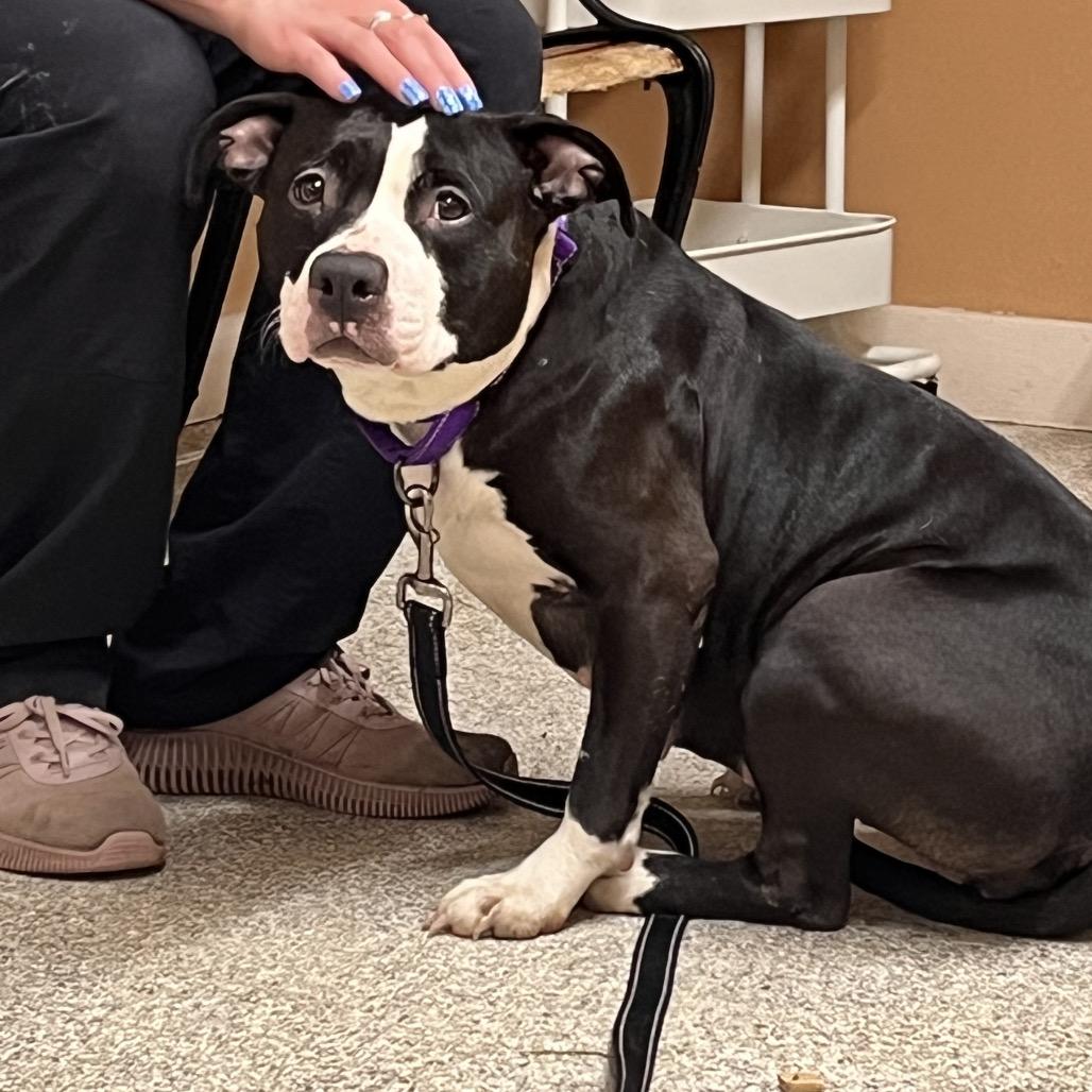 Peanut, a Adoptable Mixed Breed in Mentor, OH image 6/6