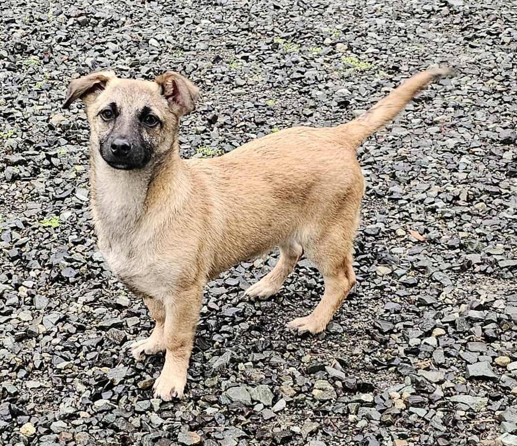 Enlarge Boots (Winter litter), an adoptable mixed breed in Silvana, WA image 2/6