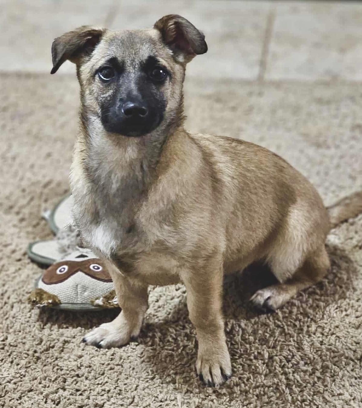 Boots (Winter litter), adoptable, Puppy Male Chihuahua & Belgian Shepherd / Malinois.