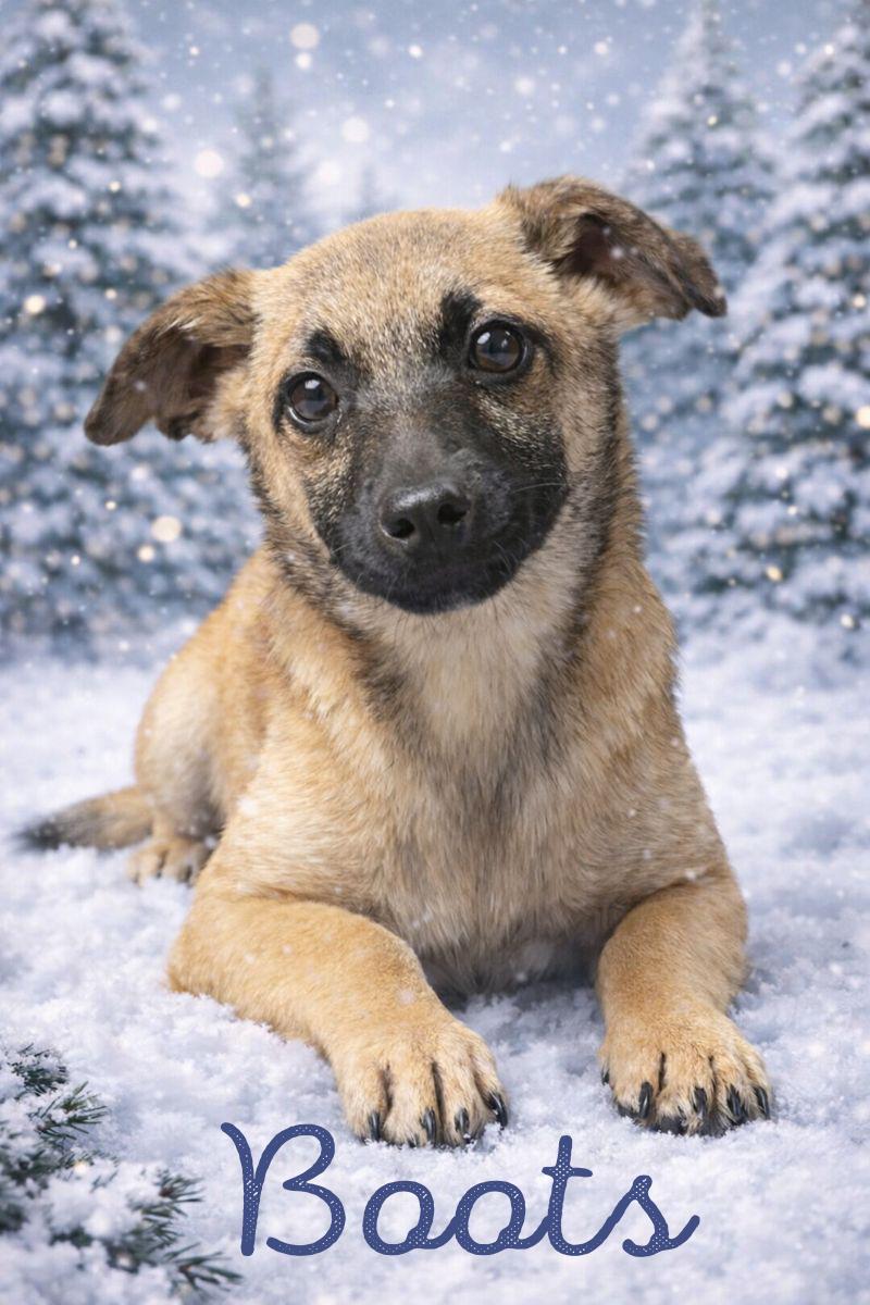 Enlarge Boots (Winter litter), an adoptable mixed breed in Silvana, WA image 4/6