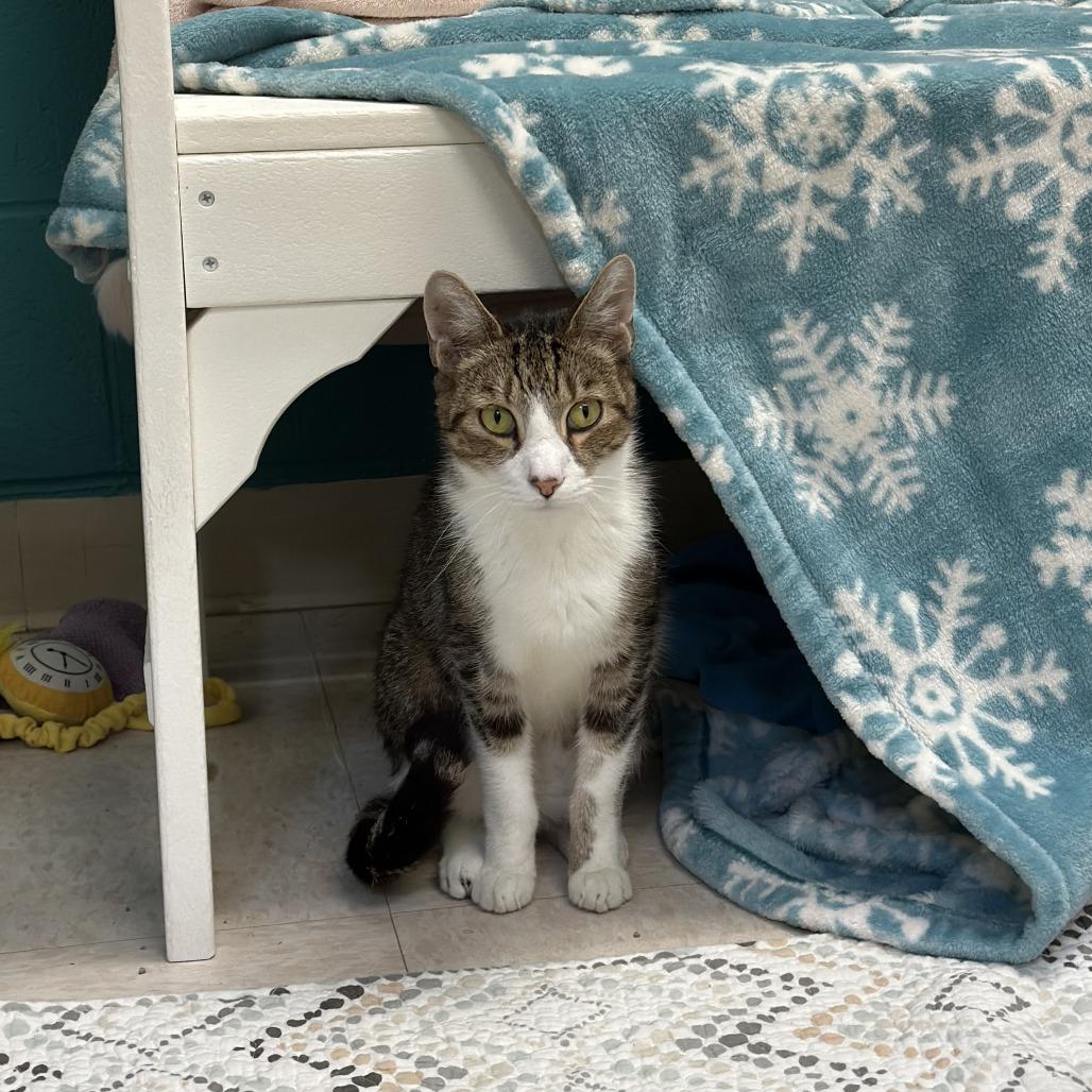 Enlarge Banana (20), a Adoptable Domestic Short Hair in Bedford, NH image 1/2