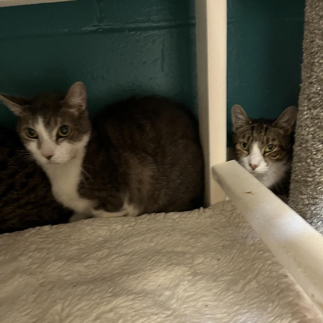 Enlarge Banana (20), a Adoptable Domestic Short Hair in Bedford, NH image 2/2