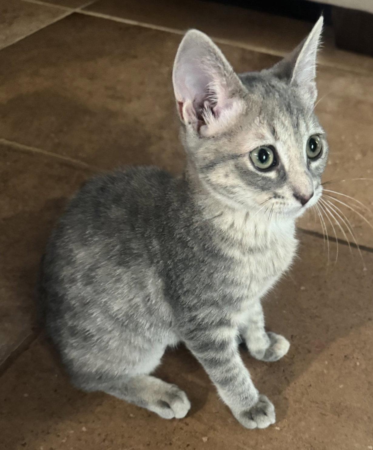 Rosie C., a Adopted mixed breed in Frisco, TX image 1/3