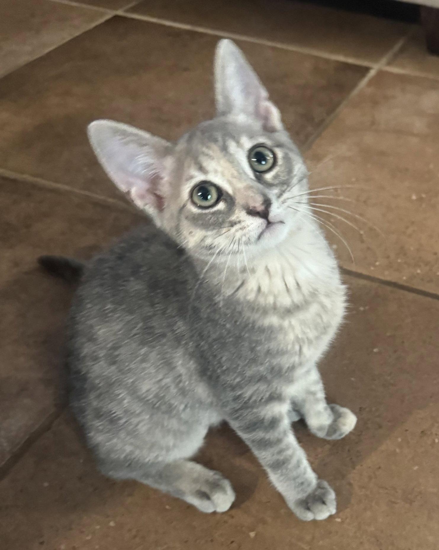 Rosie C., a Adopted mixed breed in Frisco, TX image 2/3