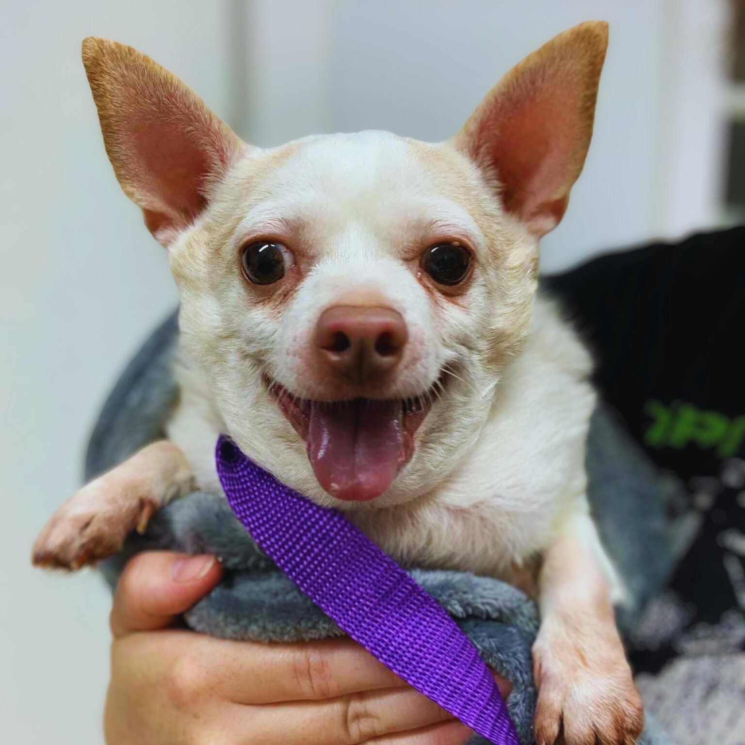 Piglet, a Adoptable Chihuahua in Rockville, MD image 1/6