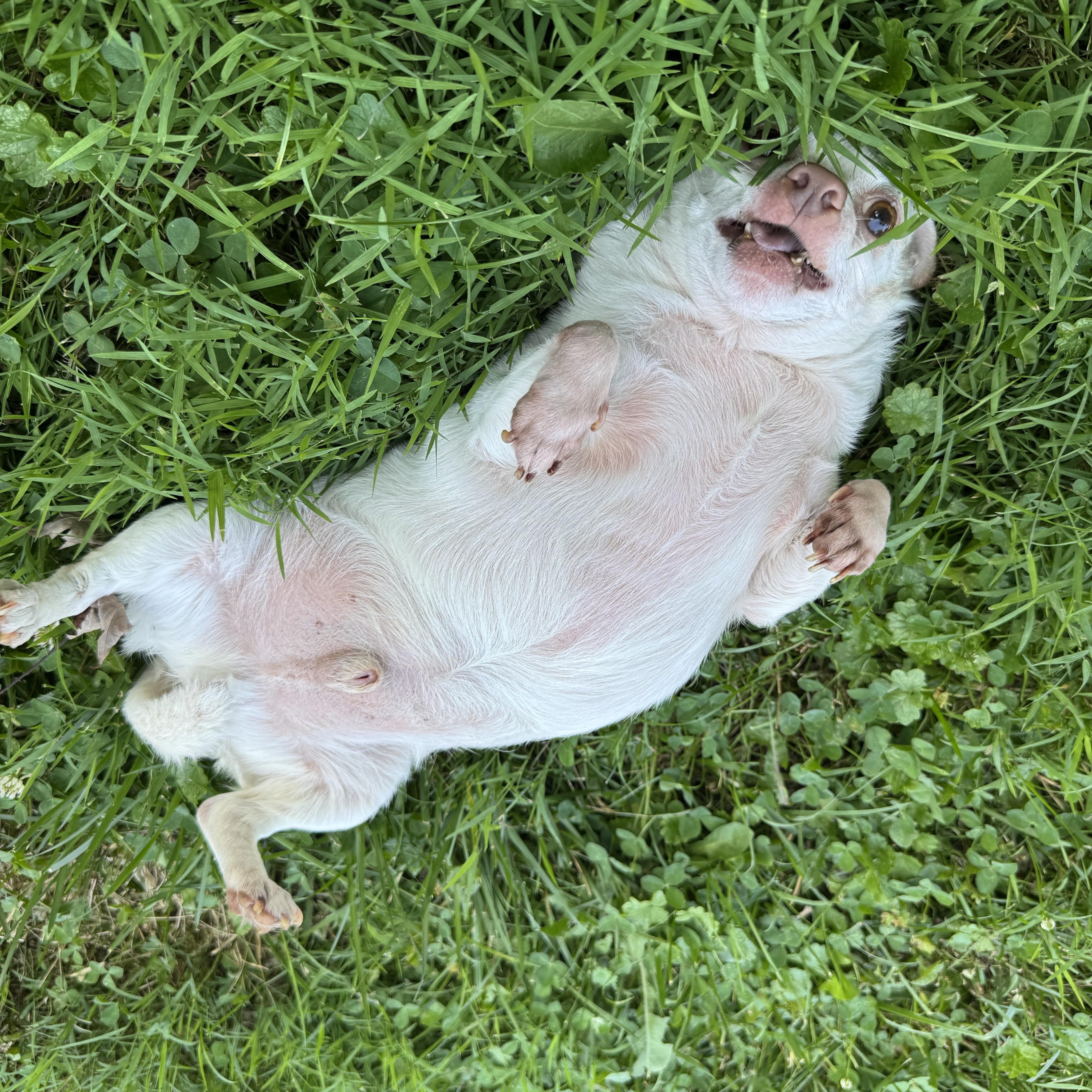 Piglet, a Adoptable Chihuahua in Rockville, MD image 2/6