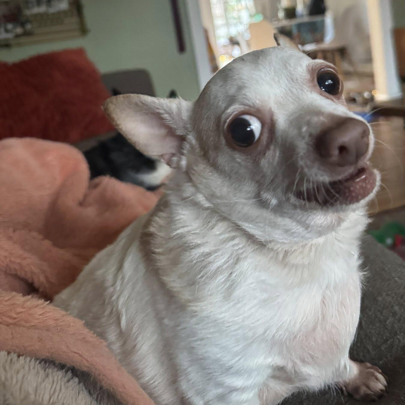 Piglet, a Adoptable Chihuahua in Rockville, MD image 5/6