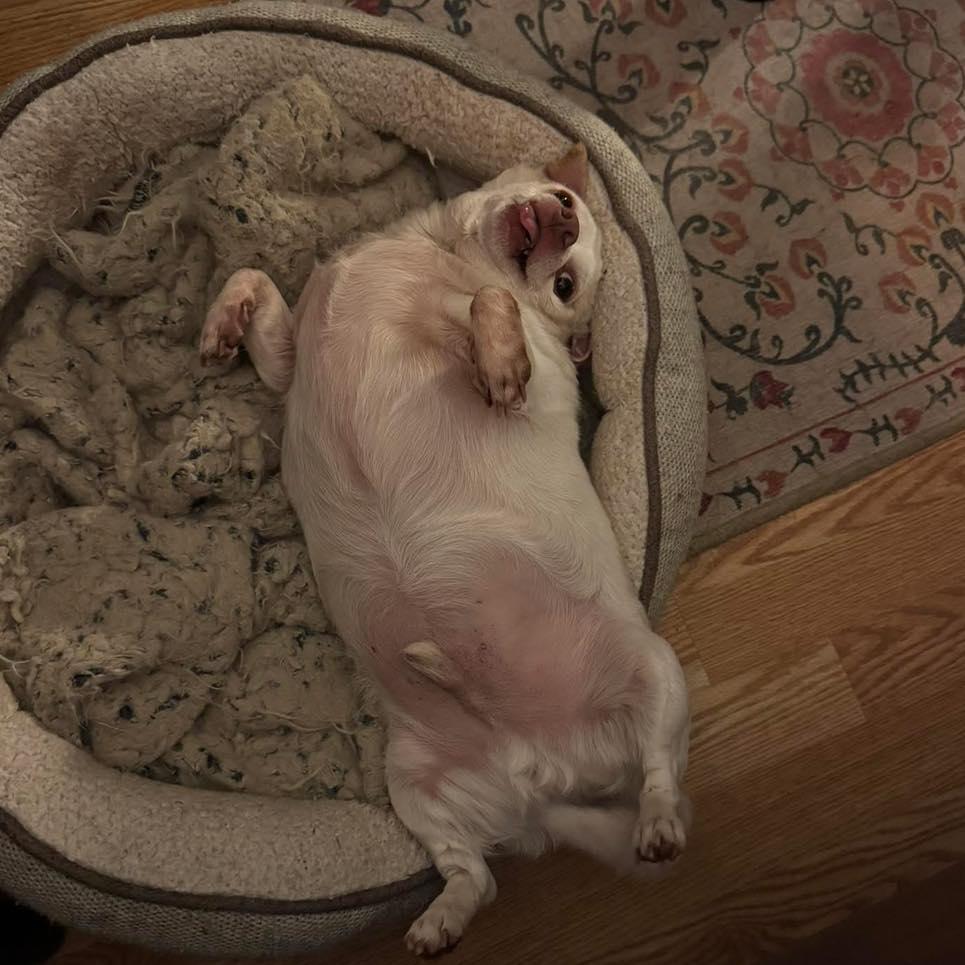 Piglet, a Adoptable Chihuahua in Rockville, MD image 6/6