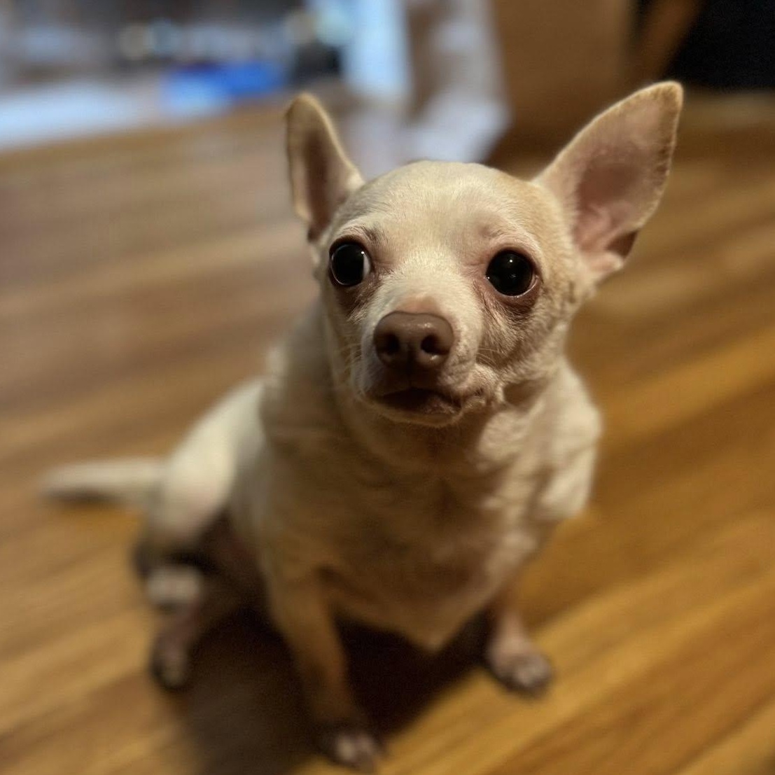 Enlarge Piglet, a Adoptable Chihuahua in Rockville, MD image 3/6