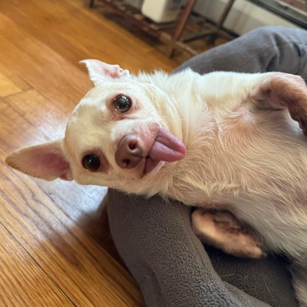 Piglet, Adoptable, Senior Male Chihuahua.