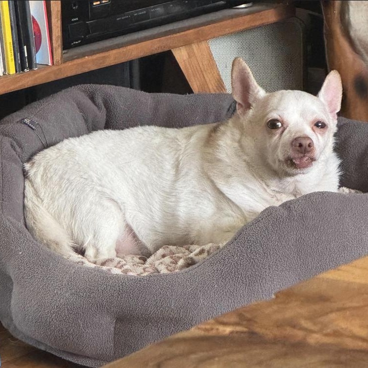 Piglet, a Adoptable Chihuahua in Rockville, MD image 4/6