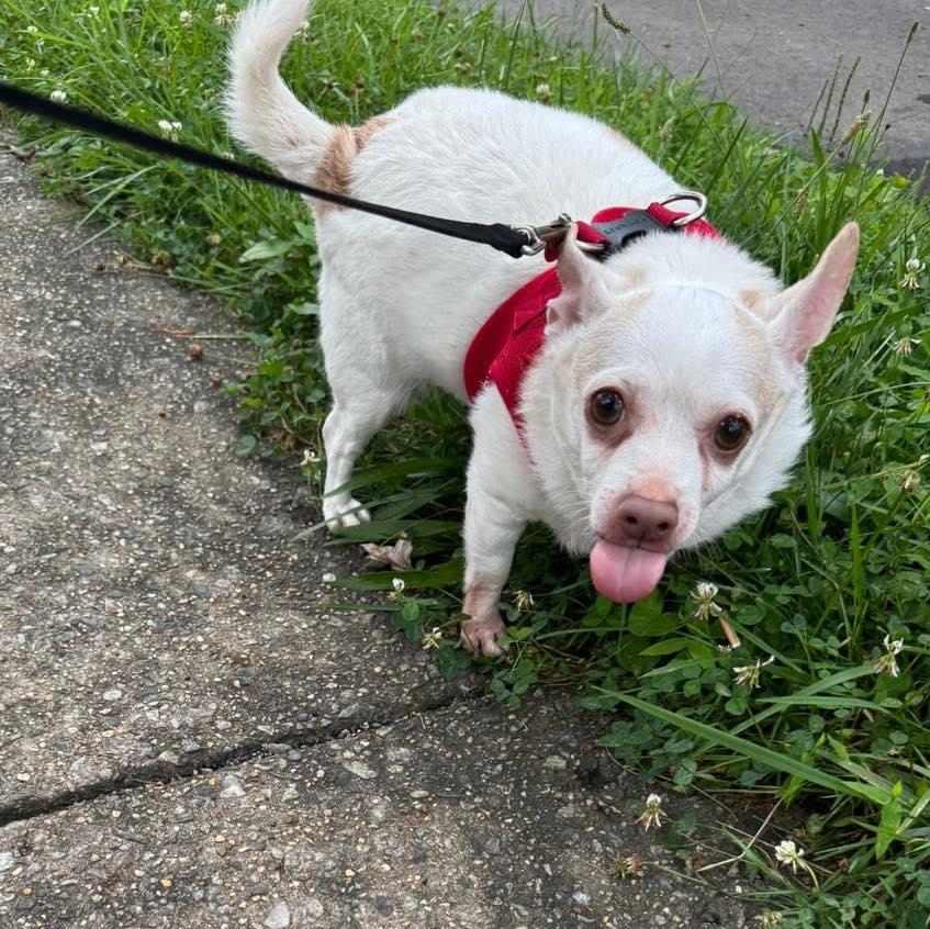 Piglet, a Adoptable Chihuahua in Rockville, MD image 3/6
