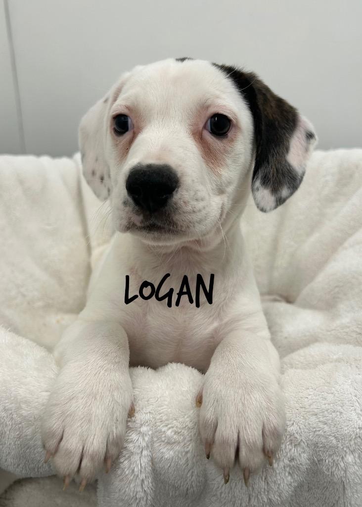 Enlarge Logan, a Adoptable mixed breed in Jacksonville, IL image 1/1