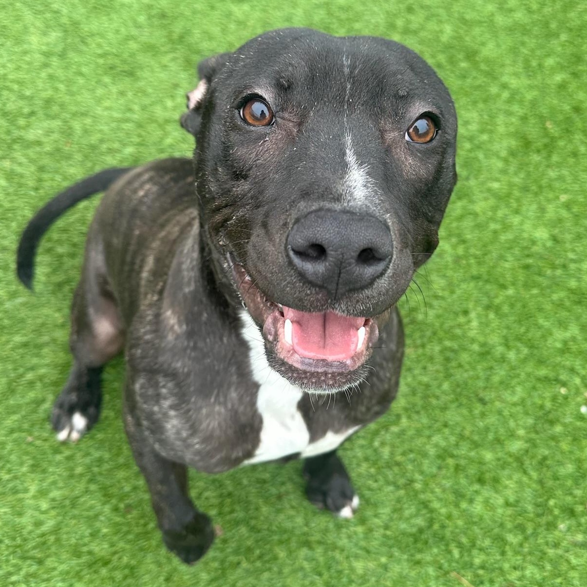 Abbott, a Adoptable mixed breed in Groton, CT image 5/6