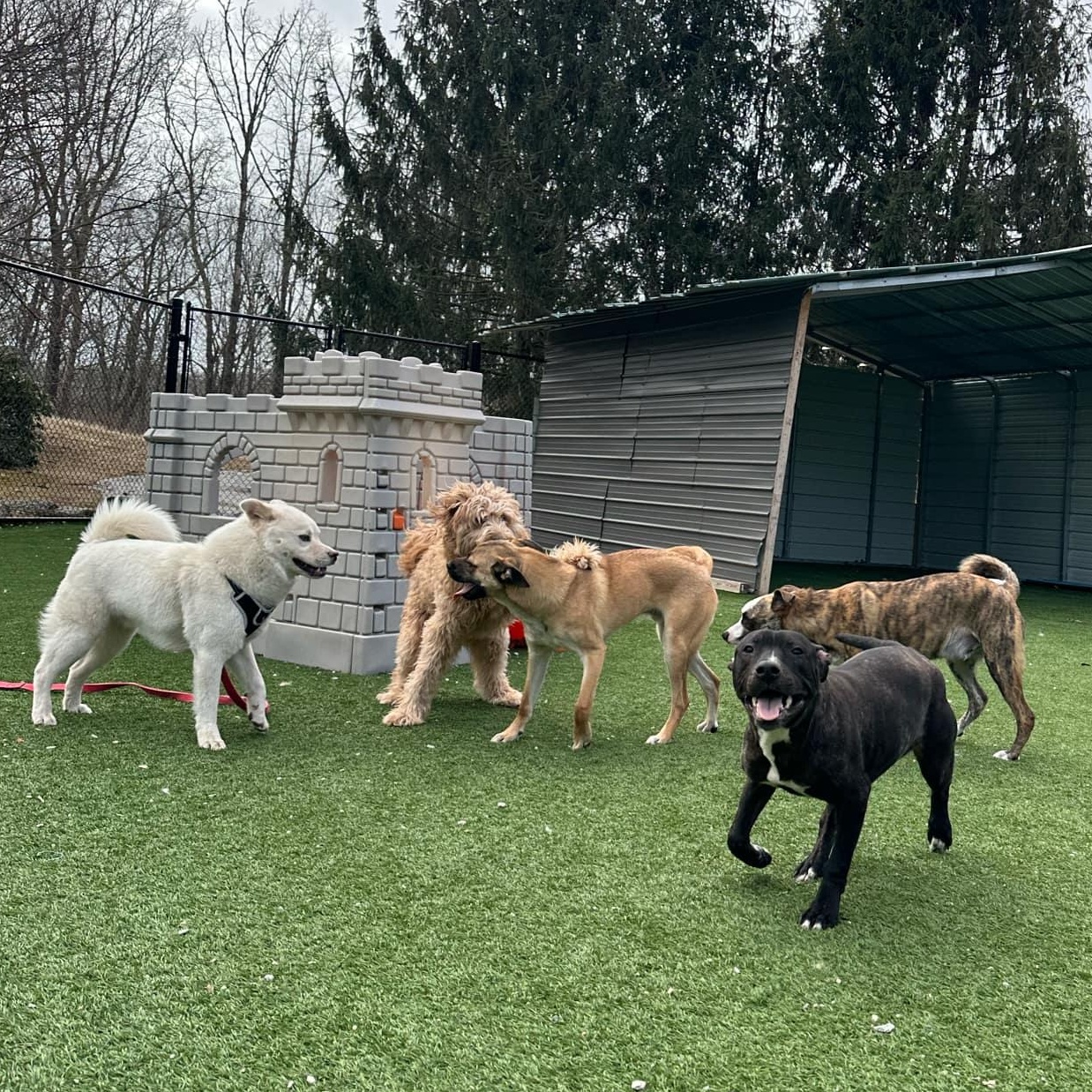 Abbott, a Adoptable mixed breed in Groton, CT image 3/6