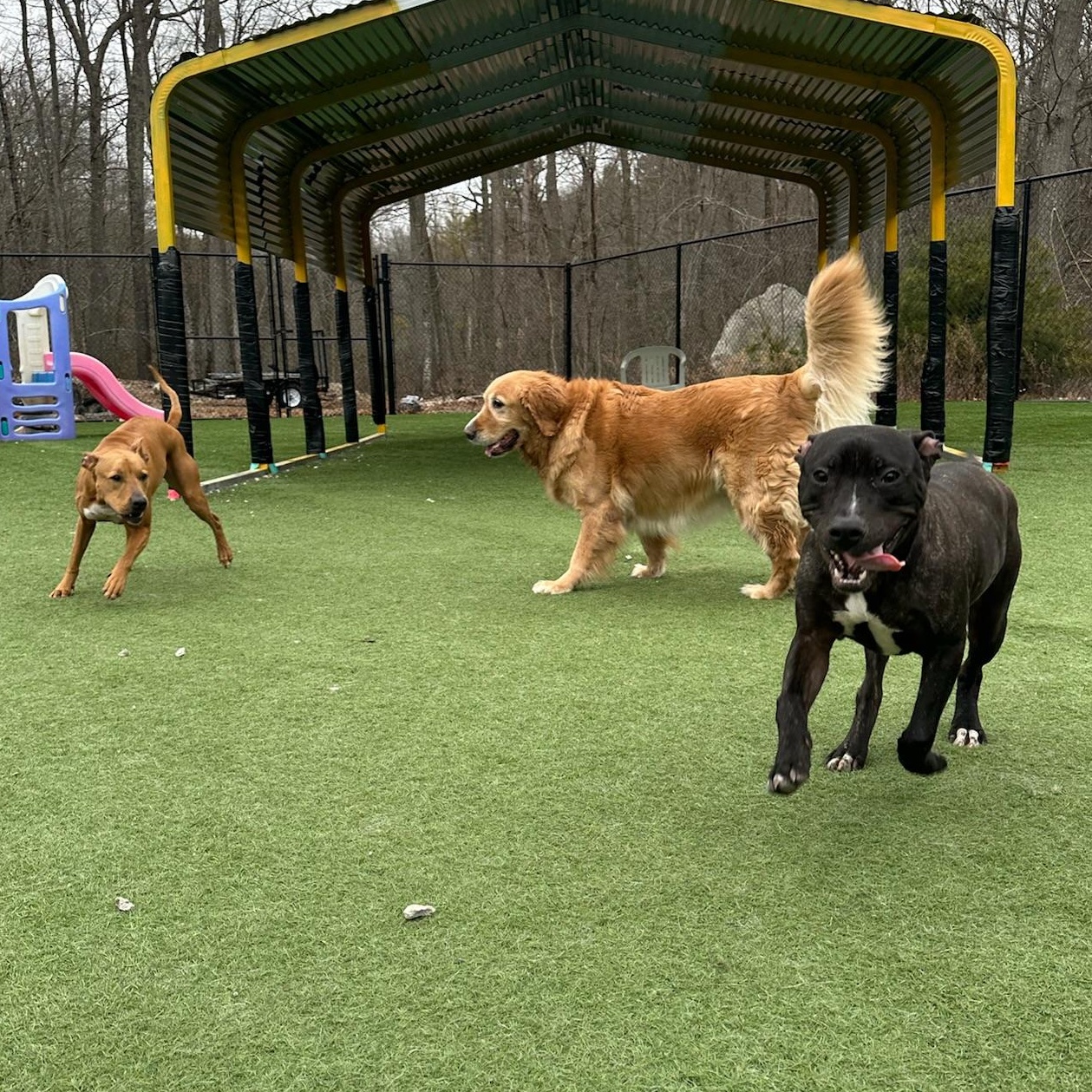 Abbott, a Adoptable mixed breed in Groton, CT image 6/6