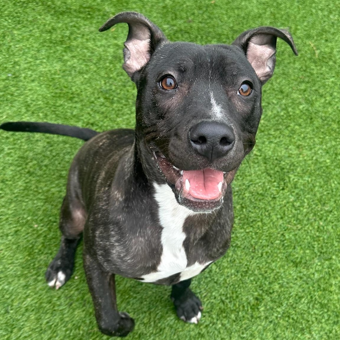 Abbott, a Adoptable mixed breed in Groton, CT image 1/6