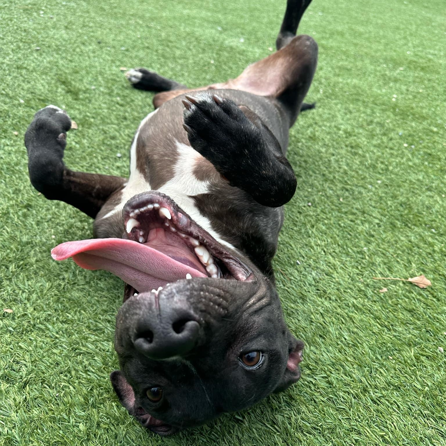 Abbott, a Adoptable mixed breed in Groton, CT image 2/6