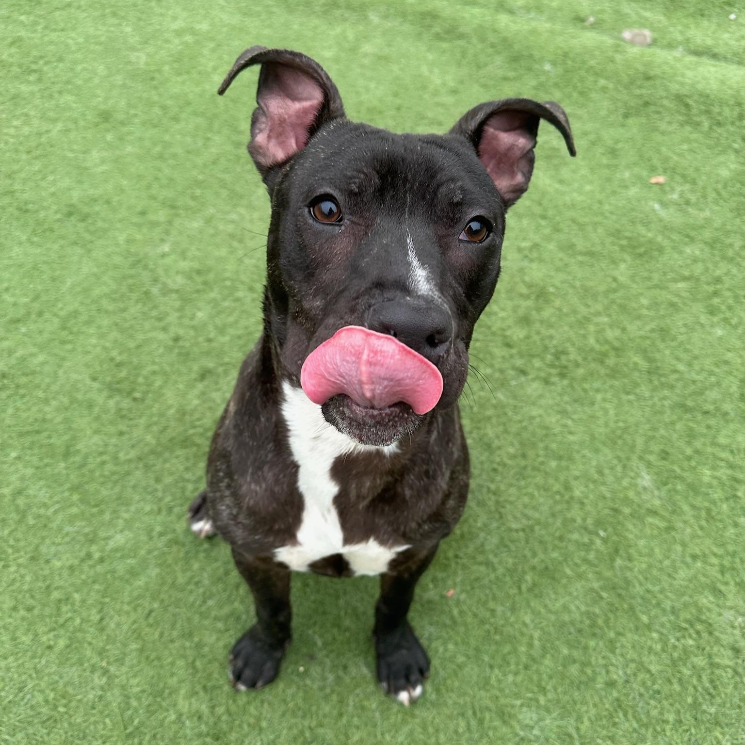 Abbott, a Adoptable mixed breed in Groton, CT image 4/6
