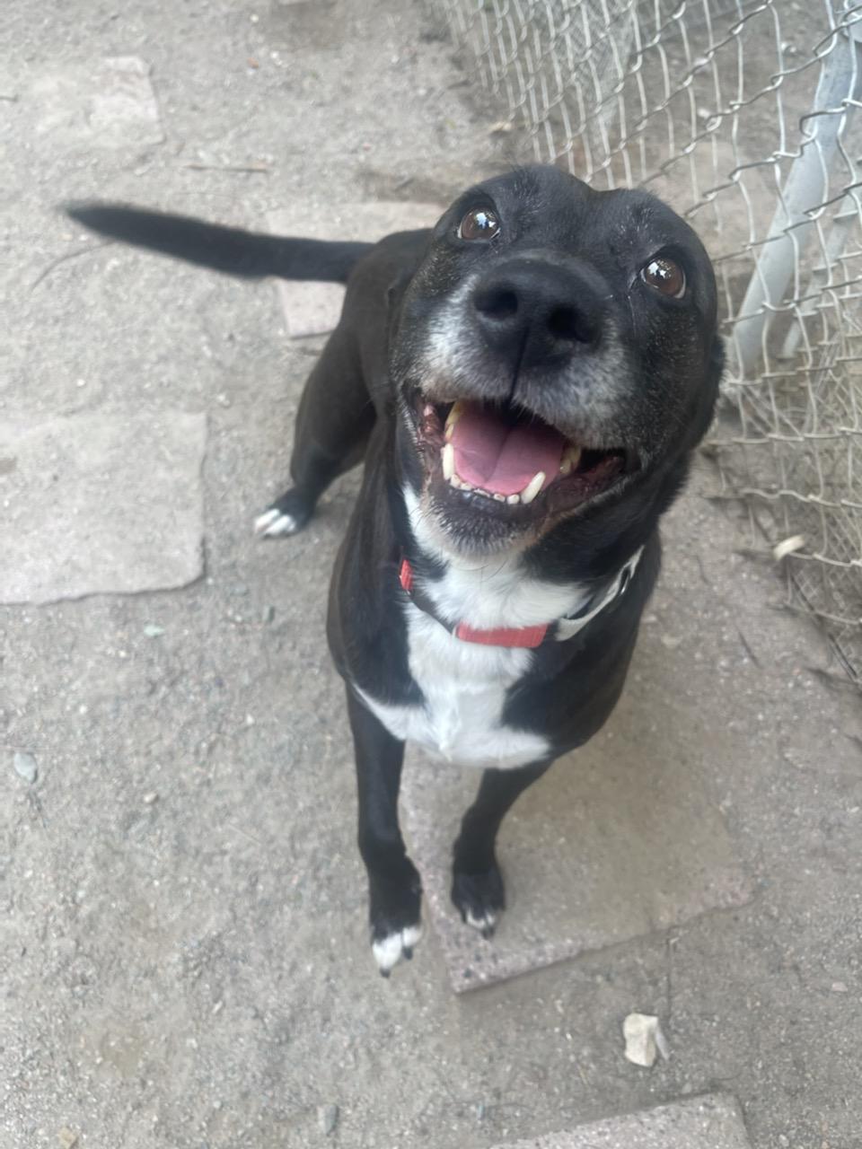 Angie, a Adoptable Black Labrador Retriever in Richmond, VA image 2/3