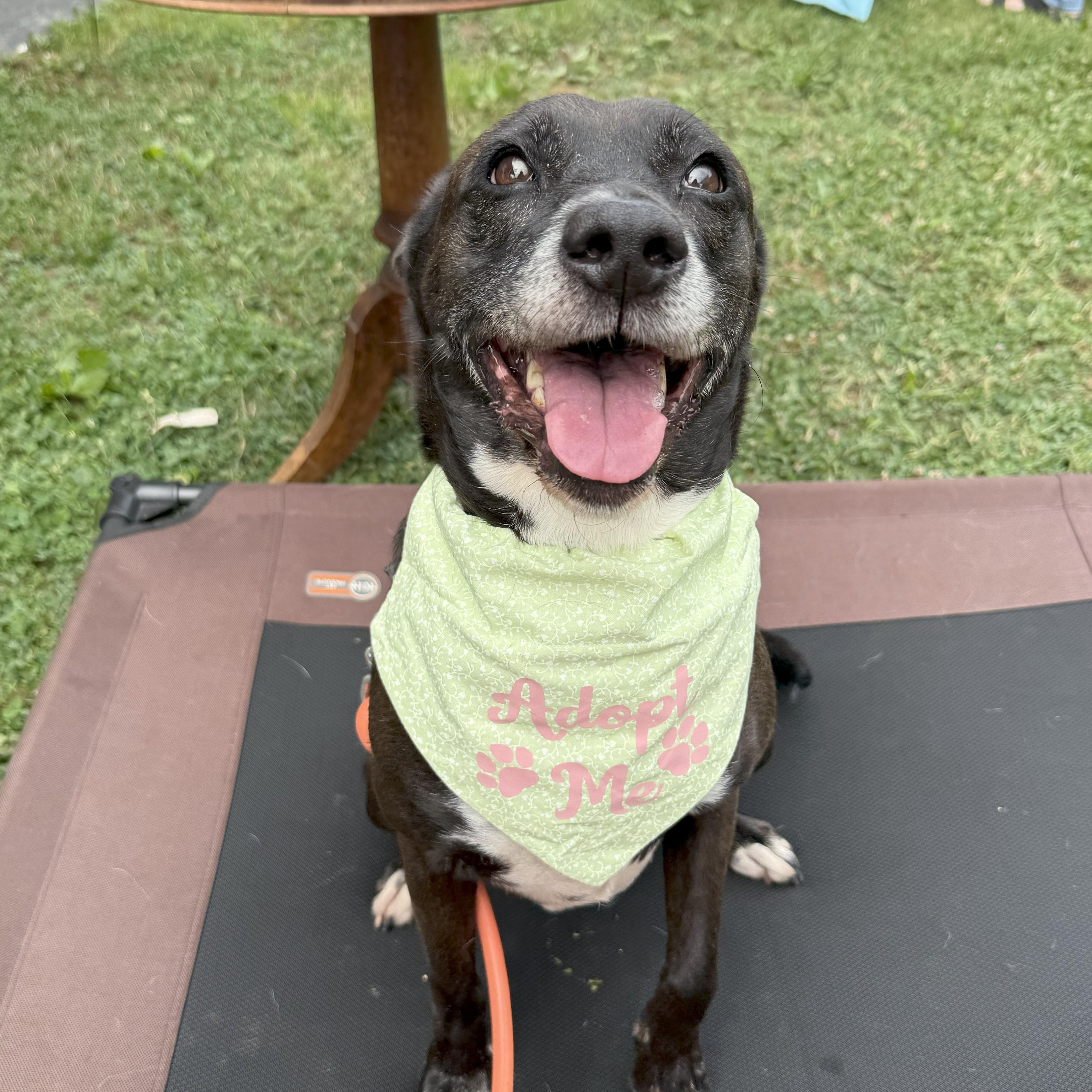 Angie, a Adoptable Black Labrador Retriever in Richmond, VA image 1/3