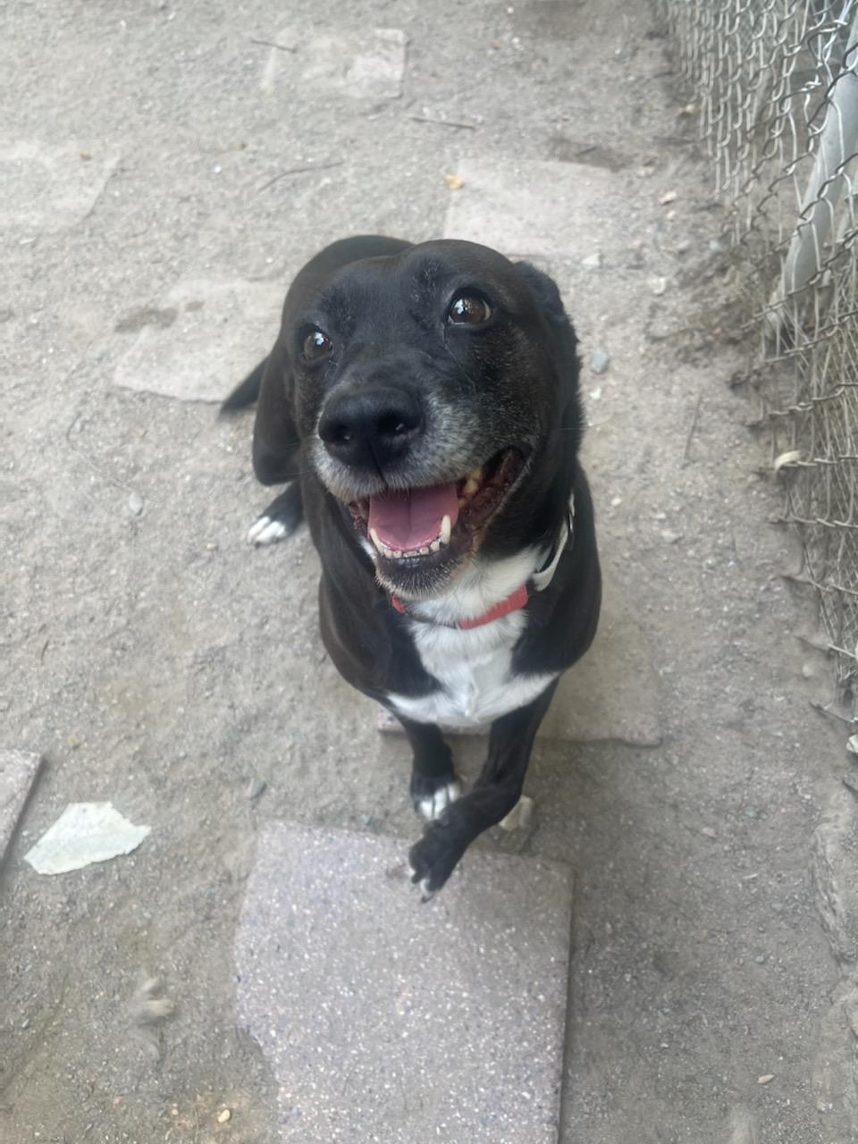 Angie, a Adoptable Black Labrador Retriever in Richmond, VA image 3/3