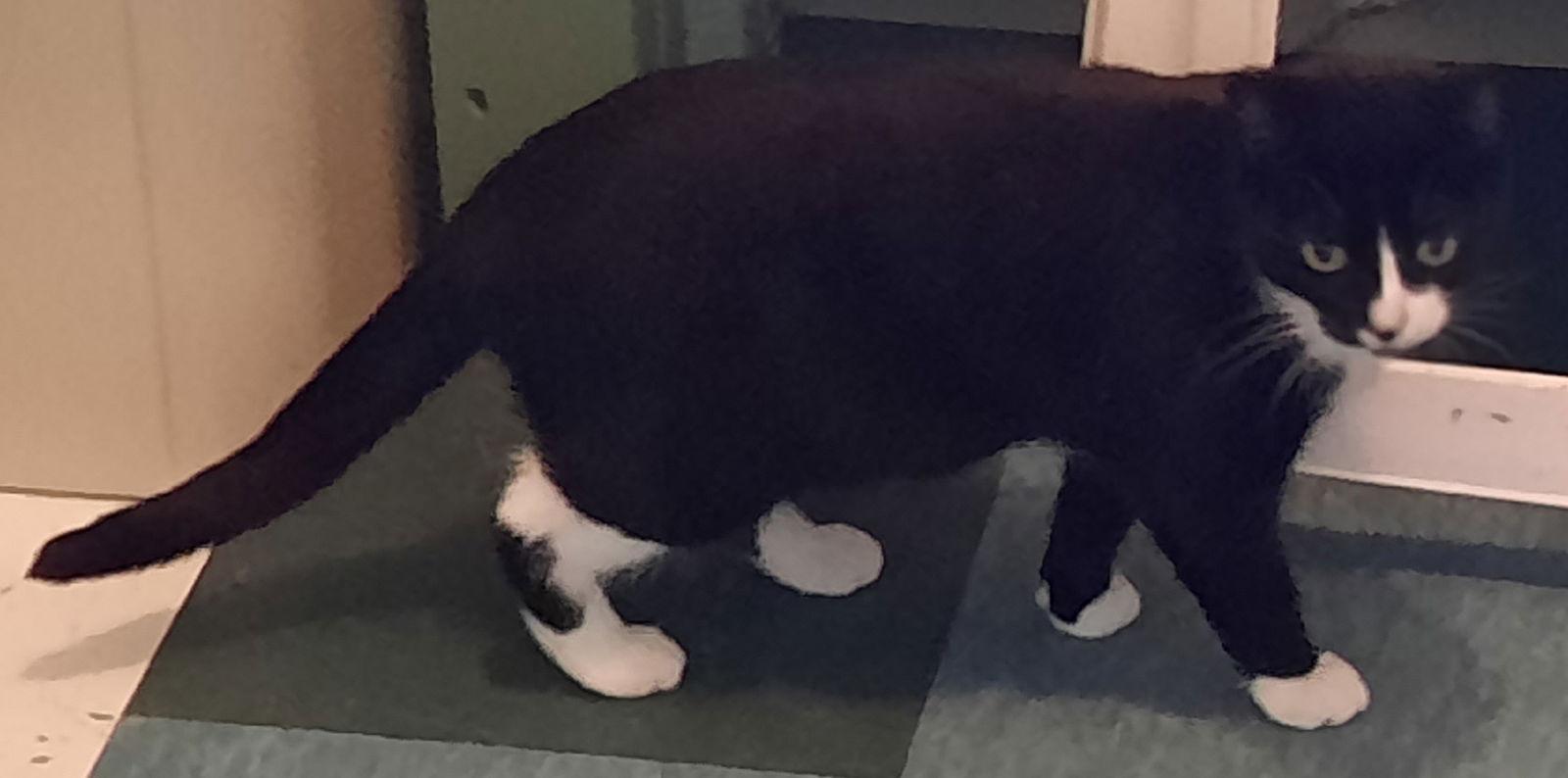 Tina, a Adoptable Tuxedo in Mcconnelsville, OH image 2/2