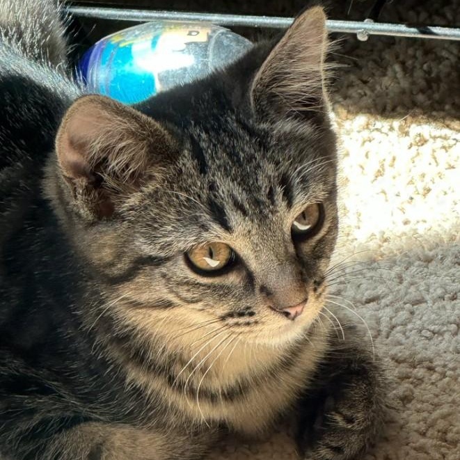 Stella