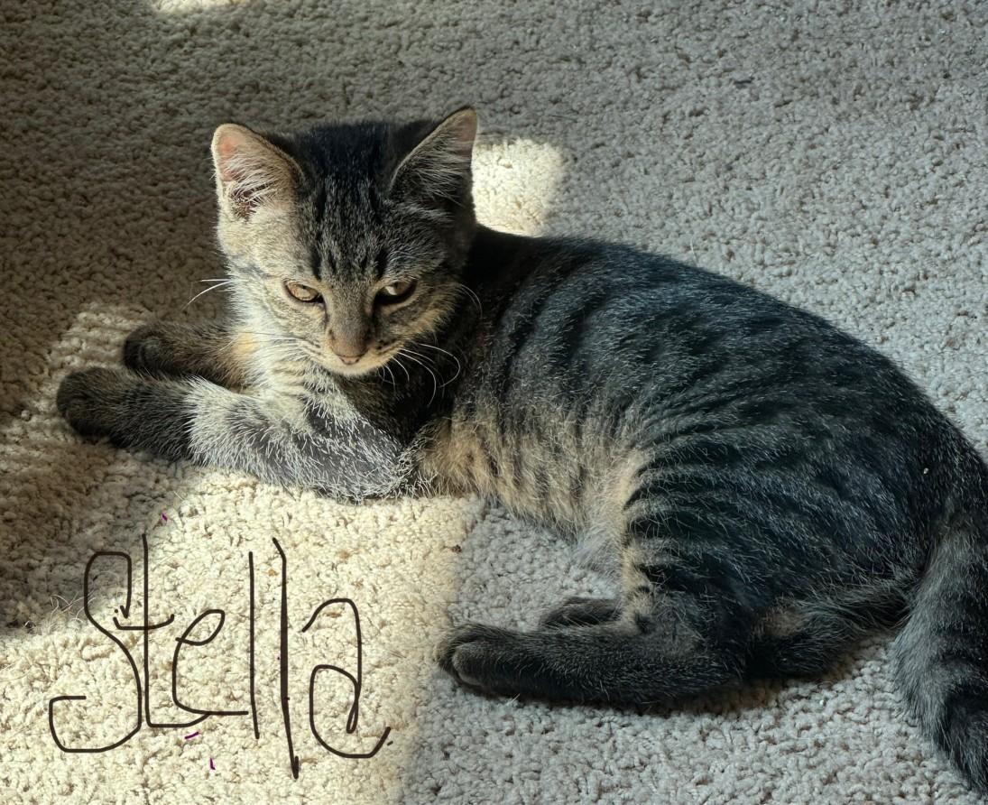 Stella