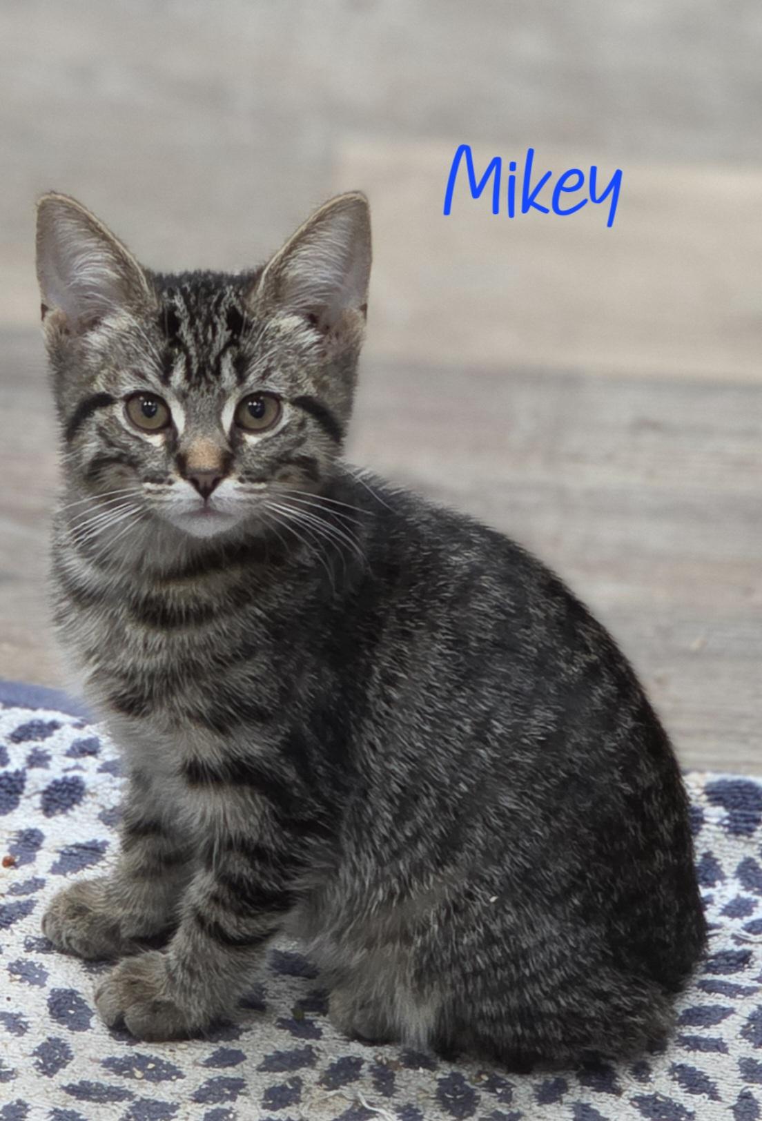 Enlarge Mikey, a Adoptable Domestic Short Hair in Port Huron, MI image 1/1
