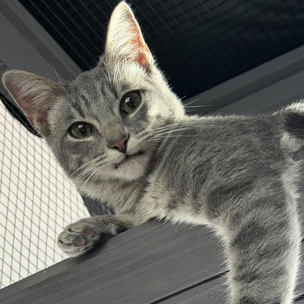 Enlarge Mellow, a Adoptable Domestic Short Hair in Denison, TX image 1/3