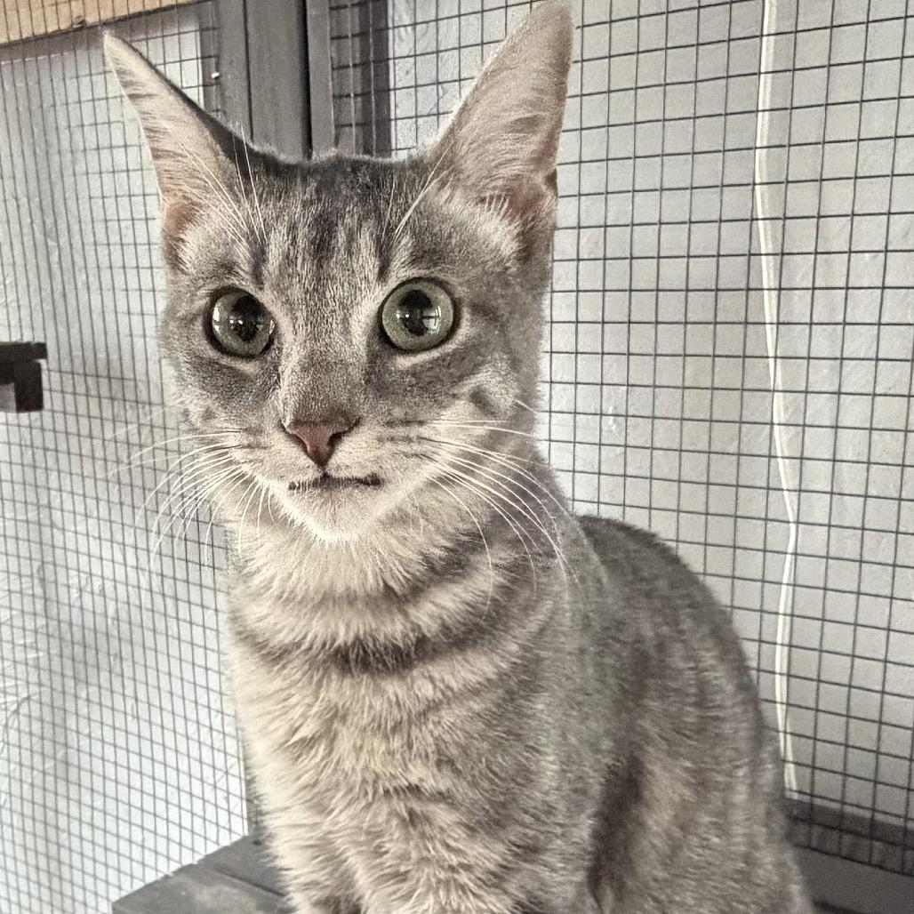 Enlarge Mellow, a Adoptable Domestic Short Hair in Denison, TX image 2/3