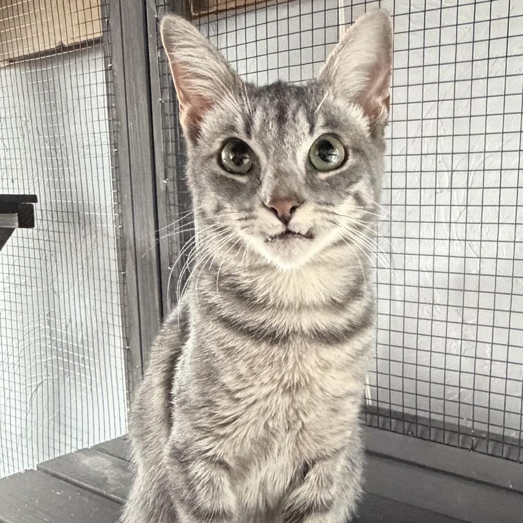 Enlarge Mellow, a Adoptable Domestic Short Hair in Denison, TX image 3/3