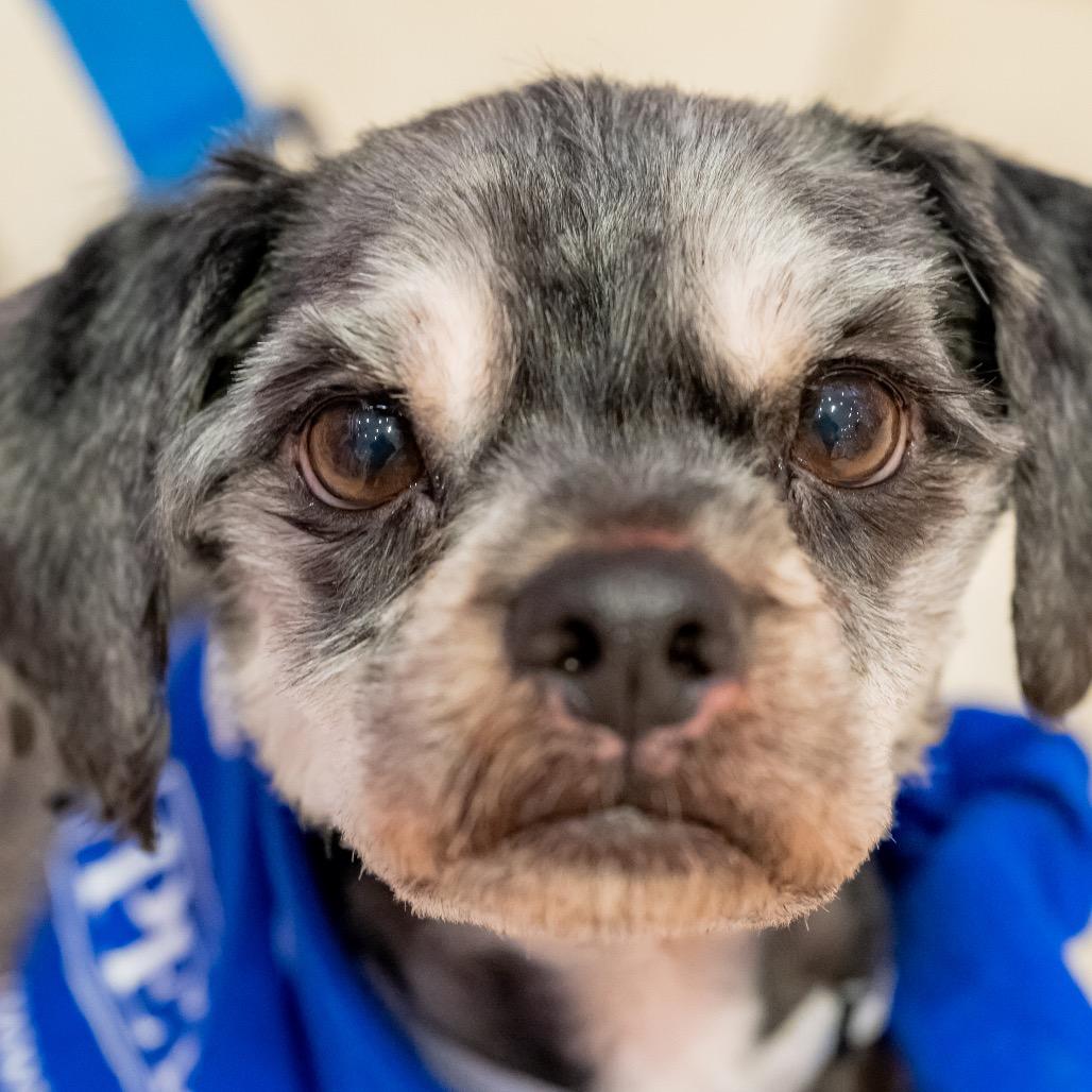 Arnold Schnauzer, Adoptable, Adult Male Schnauzer & Mixed Breed.