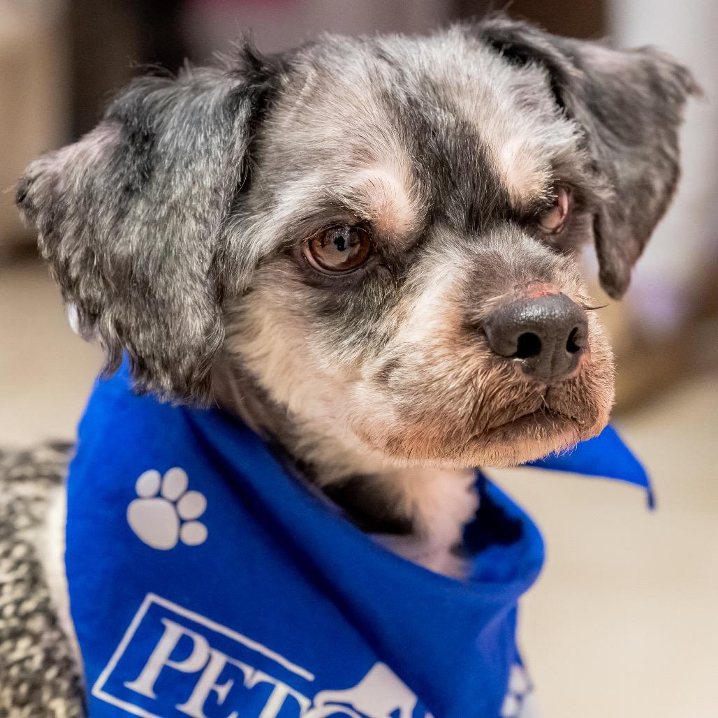 Enlarge Arnold Schnauzer, a Adoptable mixed breed in Potomac, MD image 2/5