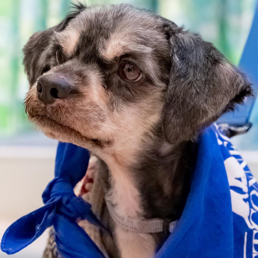 Enlarge Arnold Schnauzer, a Adoptable mixed breed in Potomac, MD image 3/5