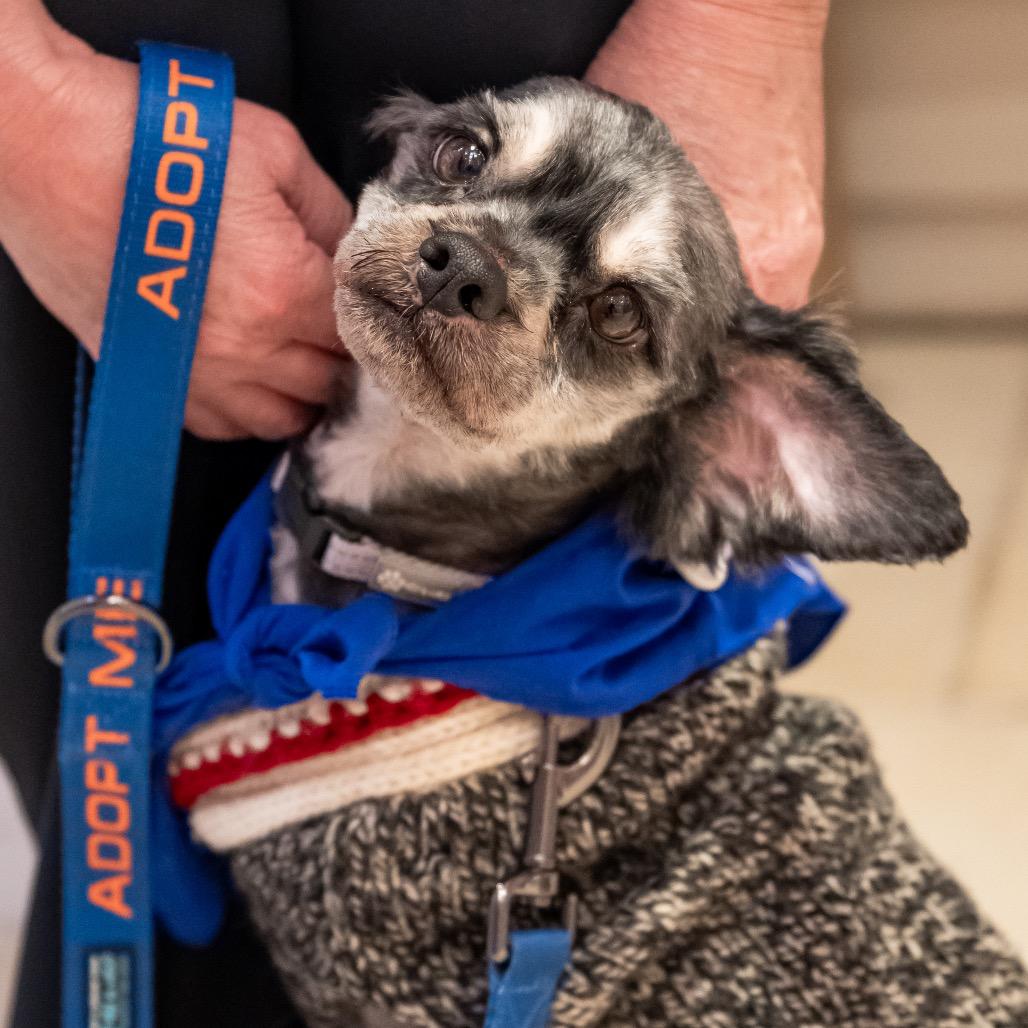 Enlarge Arnold Schnauzer, a Adoptable mixed breed in Potomac, MD image 4/5